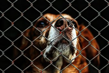 Hunde-aus-dem-Tierheim-Blog-Pirat